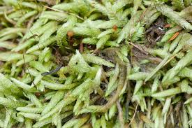 Attēlu rezultāti vaicājumam “Plagiothecium undulatum”