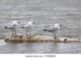 Image result for Larus audouinii