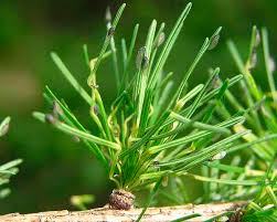 Attēlu rezultāti vaicājumam “Adelges laricis nymph”
