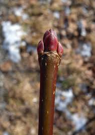 Attēlu rezultāti vaicājumam “Acer platanoides bud”