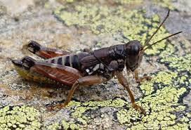 Attēlu rezultāti vaicājumam “Podisma pedestris”