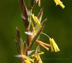 Attēlu rezultāti vaicājumam “Elytrigia repens flower”
