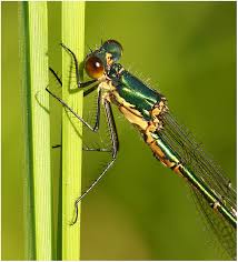 Attēlu rezultāti vaicājumam “Lestes dryas male”