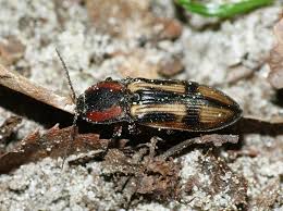 Attēlu rezultāti vaicājumam “Selatosomus cruciatus”