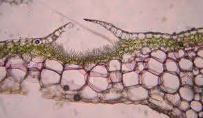 Attēlu rezultāti vaicājumam “Conocephalum”