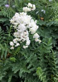Image result for Filipendula vulgaris