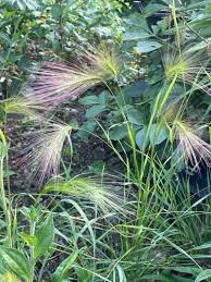 Attēlu rezultāti vaicājumam “Hordeum jubatum”