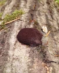 Attēlu rezultāti vaicājumam “Reticularia jurana spores”