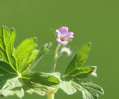Attēlu rezultāti vaicājumam “Geranium pusillum leaf”