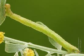 Attēlu rezultāti vaicājumam “Eupithecia subumbrata”