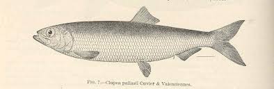 Image result for Clupea pallasii