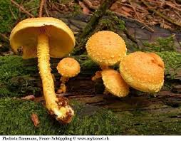 Attēlu rezultāti vaicājumam “Pholiota flammans”