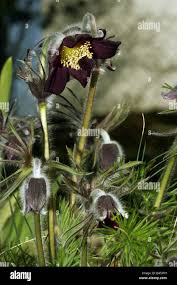 Attēlu rezultāti vaicājumam “Pulsatilla pratensis”