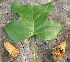 Attēlu rezultāti vaicājumam “Liriodendron tulipifera leaf”