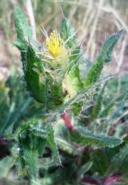 Image result for Cnicus benedictus