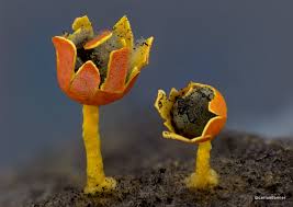 Attēlu rezultāti vaicājumam “Physarum diderma macro”