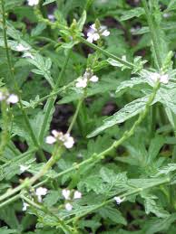 Image result for Verbena officinalis