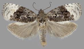 Attēlu rezultāti vaicājumam “Apotomis betuletana”