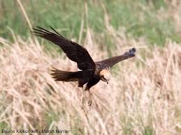 Attēlu rezultāti vaicājumam “Circus aeruginosus”