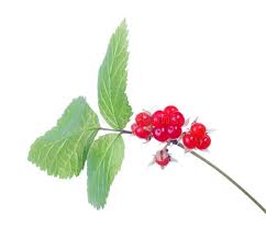 Attēlu rezultāti vaicājumam “Rubus saxatilis fruit”