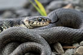 Image result for Ringelnatter