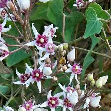 Attēlu rezultāti vaicājumam “Apocynaceae”