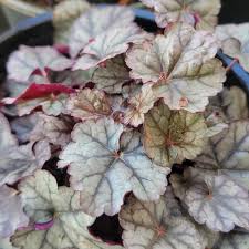 Image result for Heuchera `Swirling Fantasy`