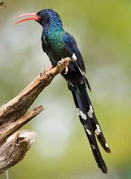 Image result for hoepoe