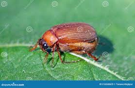 Attēlu rezultāti vaicājumam “Serica brunnea”