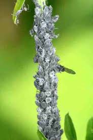 Attēlu rezultāti vaicājumam “Aphis jacobaeae”