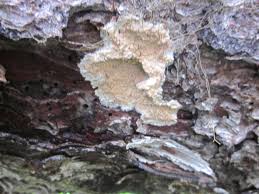 Attēlu rezultāti vaicājumam “Phellinus ferrugineofuscus”