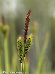 Attēlu rezultāti vaicājumam “Carex cespitosa”