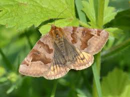 Attēlu rezultāti vaicājumam “Euclidia glyphica”