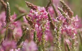 Attēlu rezultāti vaicājumam “Onobrychis arenaria fruit”