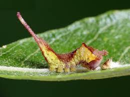 Attēlu rezultāti vaicājumam “Cerura vinula larva”