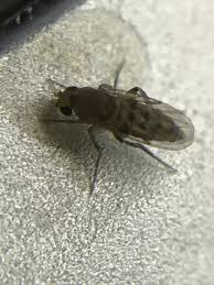 Attēlu rezultāti vaicājumam “Phoridae”