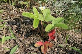 Attēlu rezultāti vaicājumam “Fragaria viridis”