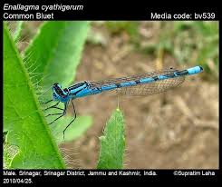 Attēlu rezultāti vaicājumam “Enallagma cyathigerum male”