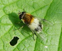 Attēlu rezultāti vaicājumam “Leucozona lucorum”