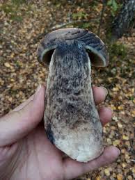 Attēlu rezultāti vaicājumam “Leccinum melaneum”