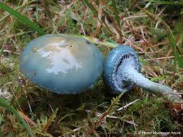 Attēlu rezultāti vaicājumam “Protostropharia alcis”