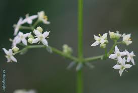 Attēlu rezultāti vaicājumam “Galium album flower”