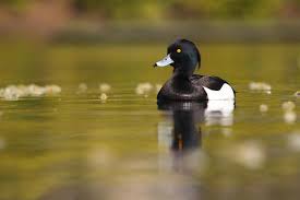 Image result for Aythya fuligula