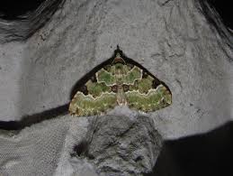 Attēlu rezultāti vaicājumam “Colostygia pectinataria”