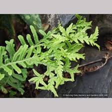 Attēlu rezultāti vaicājumam “Polypodium vulgare”