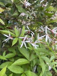Attēlu rezultāti vaicājumam “Gillenia trifoliata flower”