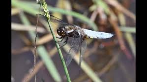 Attēlu rezultāti vaicājumam “Libellula depressa male”