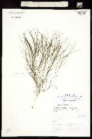 Attēlu rezultāti vaicājumam “Stuckenia filiformis leaf”