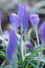 Attēlu rezultāti vaicājumam “Crocus speciosus flower”