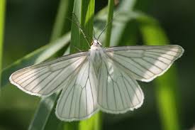 Attēlu rezultāti vaicājumam “Siona lineata”